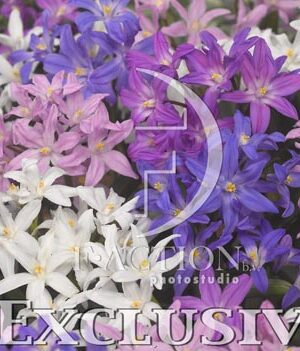 botanic stock photo Chionodoxa