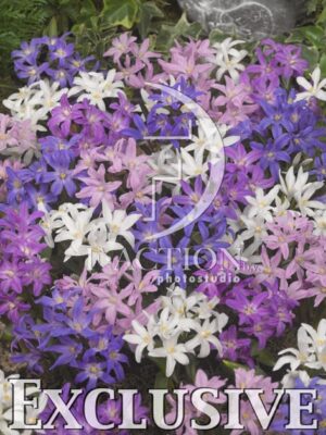 botanic stock photo Chionodoxa