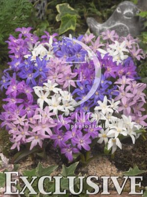 botanic stock photo Chionodoxa