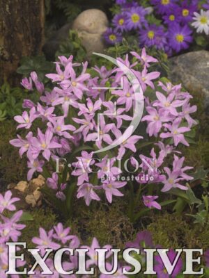 botanic stock photo Chionodoxa