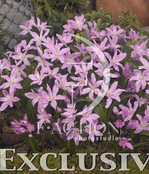 botanic stock photo Chionodoxa
