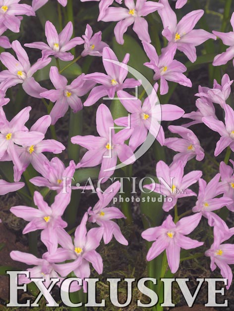 botanic stock photo Chionodoxa