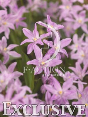 botanic stock photo Chionodoxa