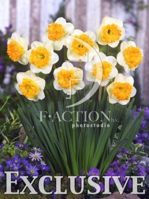 botanic stock photo Narcissus