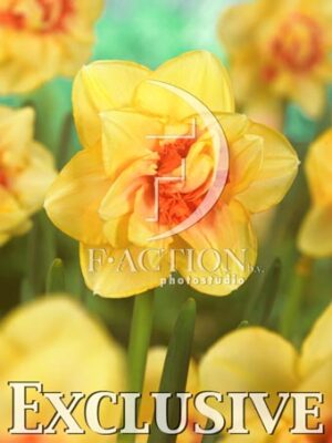 botanic stock photo Narcissus