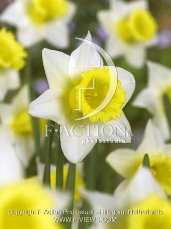 botanic stock photo Narcissus
