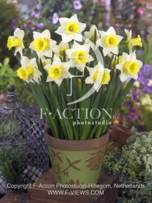 botanic stock photo Narcissus