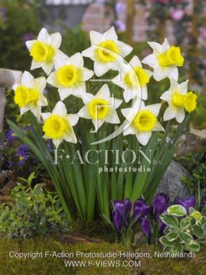 botanic stock photo Narcissus
