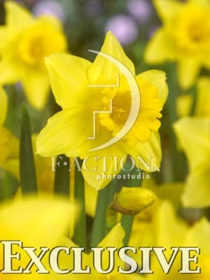 botanic stock photo Narcissus