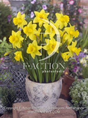 botanic stock photo Narcissus