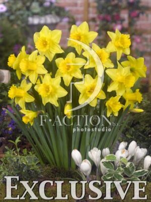 botanic stock photo Narcissus