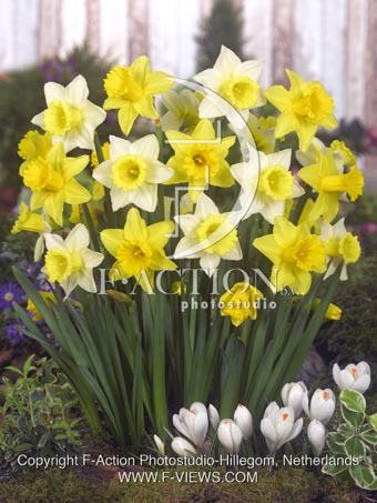 botanic stock photo Narcissus