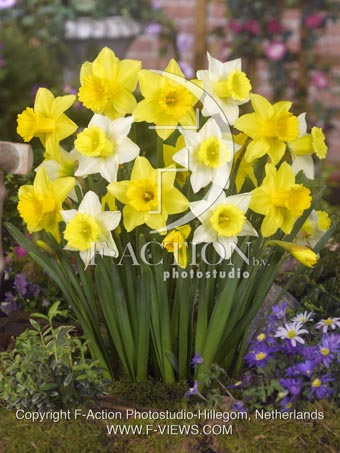botanic stock photo Narcissus