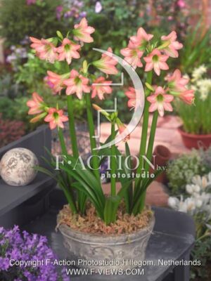 sonatini 'Pink Rascal'