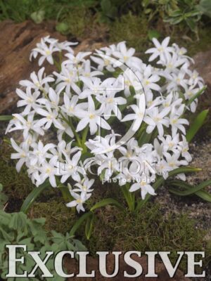 botanic stock photo Chionodoxa