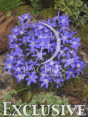 botanic stock photo Chionodoxa