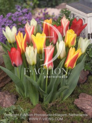 botanic stock photo Tulipa
