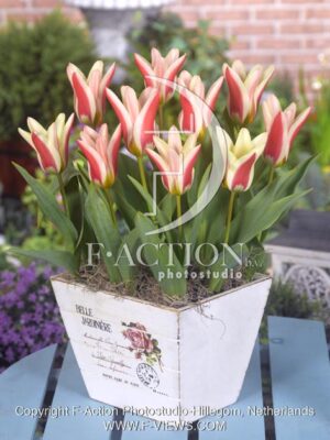 botanic stock photo Tulipa