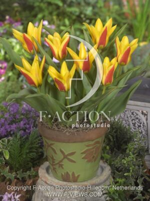 botanic stock photo Tulipa