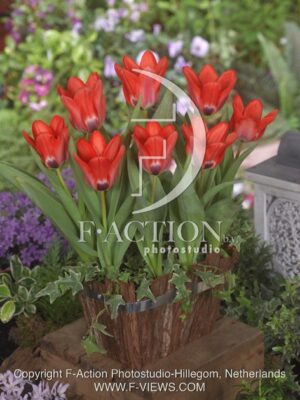 botanic stock photo Tulipa