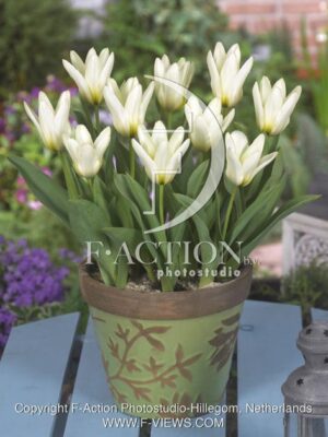 botanic stock photo Tulipa