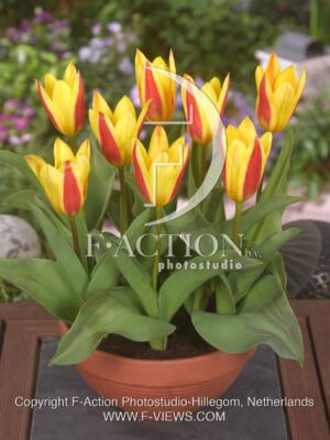 botanic stock photo Tulipa