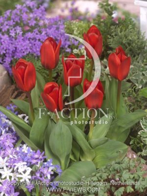 botanic stock photo Tulipa