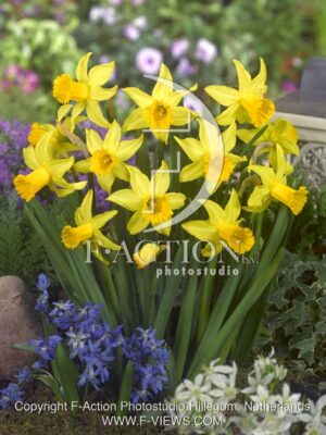botanic stock photo Narcissus