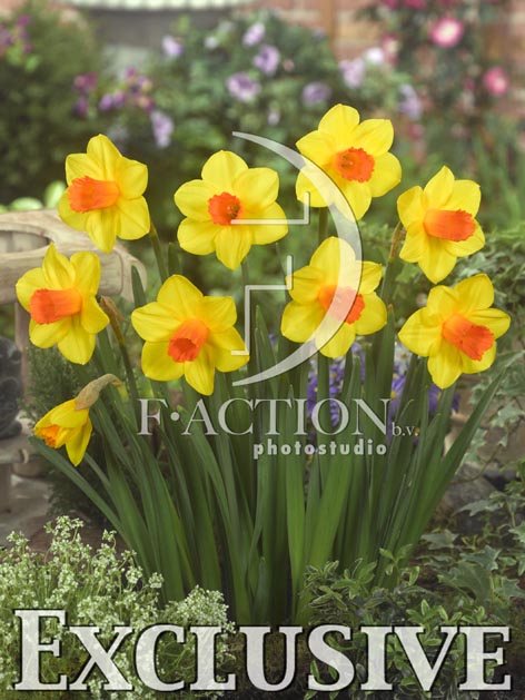 botanic stock photo Narcissus