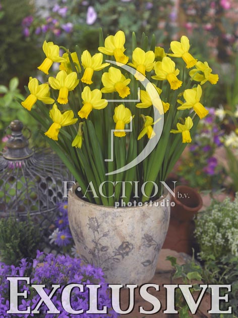 botanic stock photo Narcissus