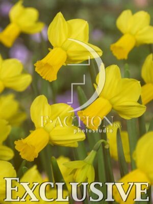 botanic stock photo Narcissus
