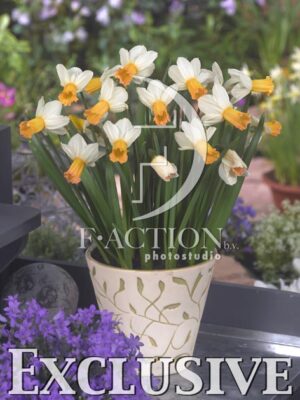 botanic stock photo Narcissus