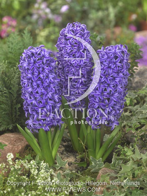 botanic stock photo Hyacinthus