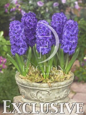 botanic stock photo Hyacinthus