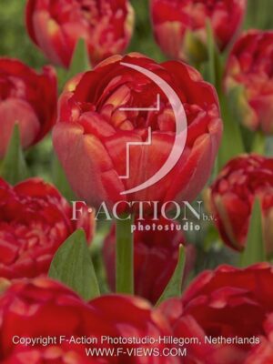 botanic stock photo Tulipa