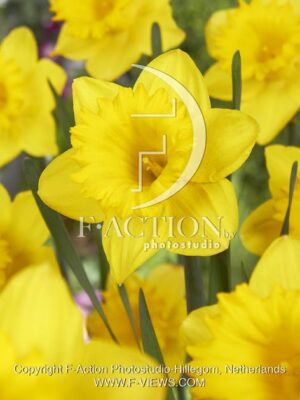 botanic stock photo Narcissus