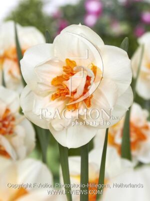 botanic stock photo Narcissus