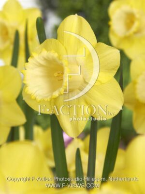 botanic stock photo Narcissus