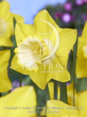 botanic stock photo Narcissus