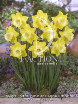 botanic stock photo Narcissus