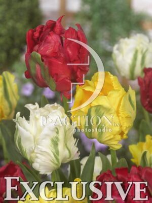 botanic stock photo Tulipa