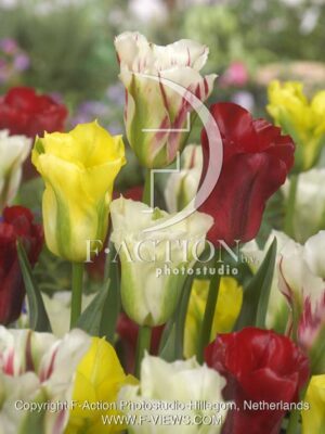 botanic stock photo Tulipa