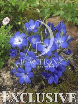 botanic stock photo Tecophilaea