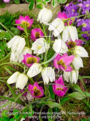 Fritillaria Meleagris Alba-Tulipa-Helena-mixed