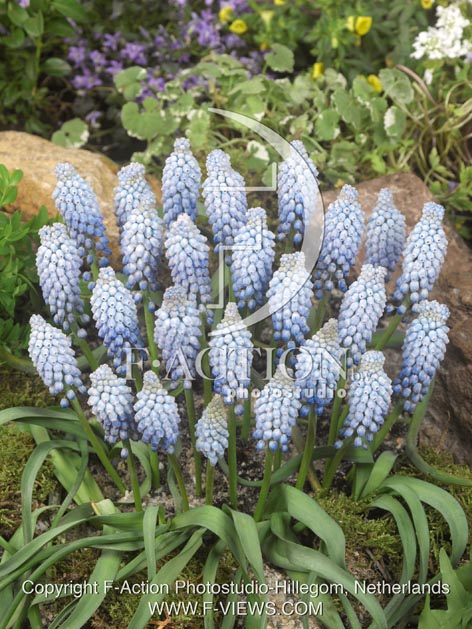 botanic stock photo Muscari