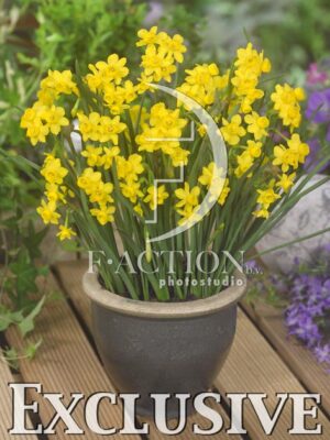 botanic stock photo Narcissus
