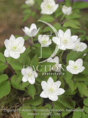 botanic stock photo Anemone