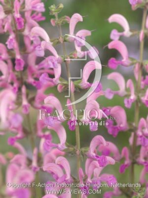 botanic stock photo Salvia