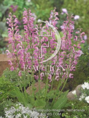 botanic stock photo Salvia