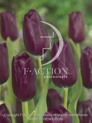 botanic stock photo Tulipa